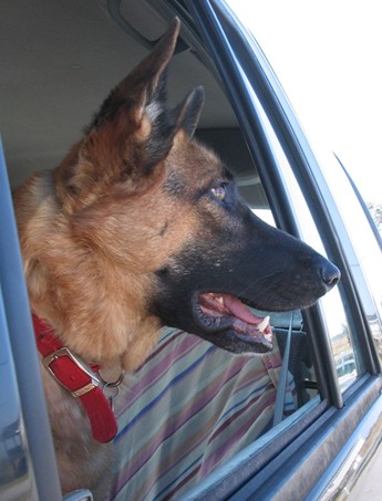 Rosie - My girl Rose (Rosie) as we were leaving the beach, one of her favorite places in the world. She is now over the Rainbow Bridge, probably running along the beach every day.