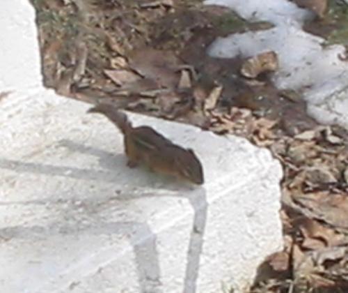 Ground Squirrel - This little ground squirrel visits often, right outside my office window.