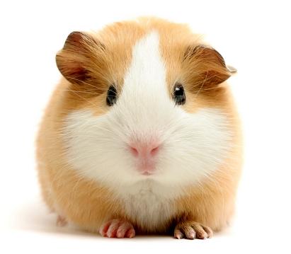 Cute Little Guinea Pig  - Would you do medical research? 