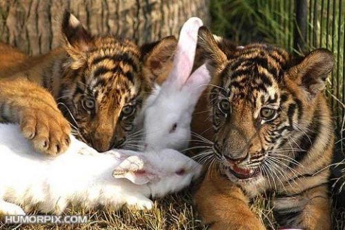 tigers with bunny - tigers with bunny...that is a wierd friendship