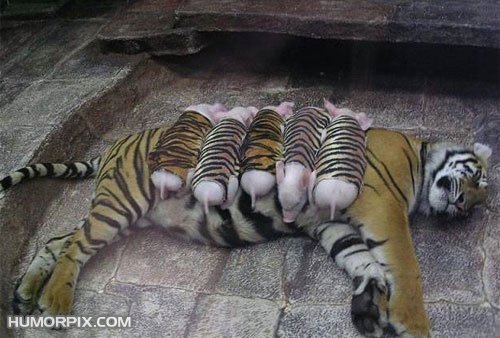 baby tigers? - adopting orphans...even tigers do that