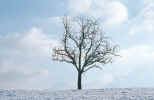 Nature filled with blueish - My favourite blues are there.