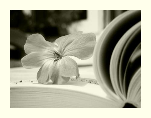love...rare flower - love a rare flower now days?
