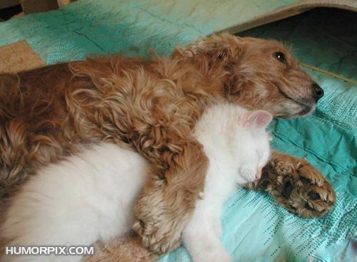 cat and dog - bed time story....sweet dreams