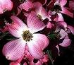 my fav dogwood blossoms. - This is the north carolina state flower.a dog wood. usually they are white but there is alo pink obviously, red and a yellow.. this is my fav.