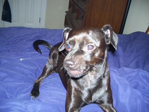 teddy bear  - mix breed rat terrier and french poodle