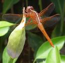 Kin to the Dragonfly - Close Picture of a reddish orange dragonfly on a leaf Kin to the Dragonfly - Close Picture of a reddish orange dragonfly on a leaf