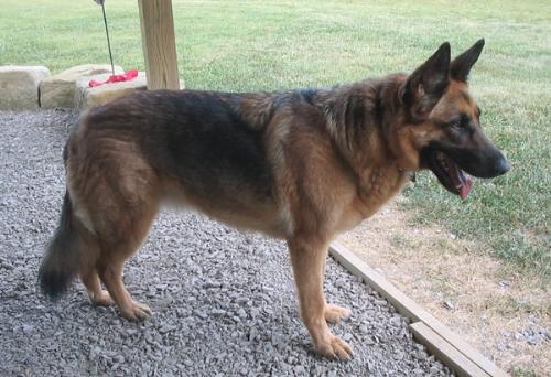 My Girl, Rose - Rosie a few months before she went over the Rainbow Bridge. I miss you, girl.