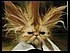 Cat With Hair Issues - You think you had a bad hair day. This is a cute picture of a cat in a suit that just can't do a thing with their hair.