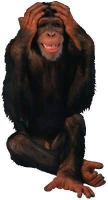 chimp - I'm not looking, chimpanzee