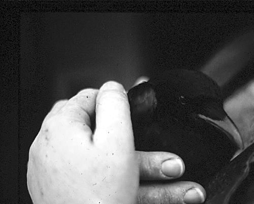 crow - my sister caring for an injured crow