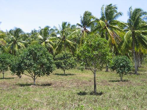 Samal Island 2 - Trees in Samal.