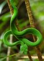 green snake - snakes in australia