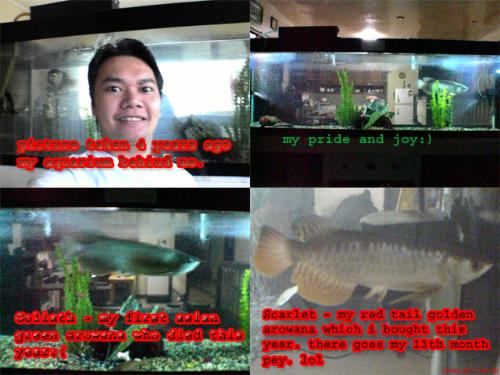 my aquarium. please click picture to enlarge - my 7 feet aquarium with my 24 inches green arowana who passed away. scarlet which i bought this year was actually more expensive than the actual setup and my deceased Goliath. don&#039;t ask me how much is left from my savings. because there is none. 