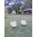 Swans - These were shot at a park in Pendleton,Indiana.