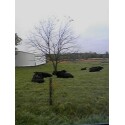 Resting Cows - This is Indiana