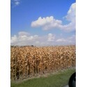 There's More Than Corn in Indiana - Indiana Corn