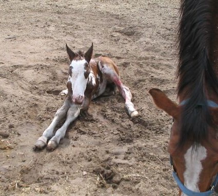 Where Am I? - Baby Rio just after hitting the ground, he hadn't even stood up yet. Lacie is a breeding stock paint mare and hadn't thrown color yet, so we were hopeful and look what we got - a beautiful little overo stud colt with two blue eyes!