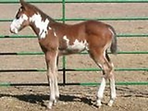 Baby Rio - Rio at 9 days old. Gosh I loved that little guy.