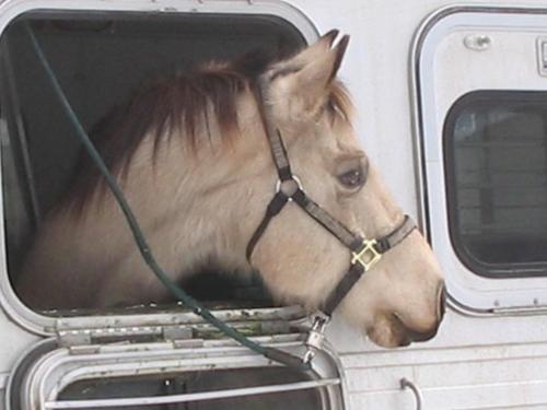 My Best Boy, Buck - This is Buck, my Buckskin Quarter Horse on the day we left MN, Jan 16 2006. I ended up having to give him up a few months later and I still miss him every day.