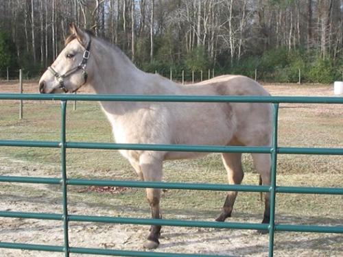 Buck in NC - This is Buck the day we arrived in NC, in Jan 2006. It was obviously much colder in MN, so you can see he still has a thick winter coat on.