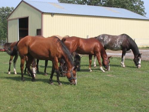 All Six Horses Grazing - A nice clear shot of all six horses I had a few years ago. Lacie, breeding stock paint mare with one blue eye, is in front, Boddie, 2 yr old sorrel QH is in the middle, and Tonka, grade paint, possibly TWH on the right.