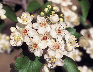 White Hawthorn Blossom - Missouri state flower