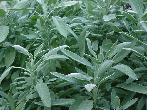 Garden Sage - There is an old saying, If a man have sage in his garden why should he die? Sage is a wonderful panacea herb for many different ailments, as well as being great seasoning for pork, chicken and veggies.