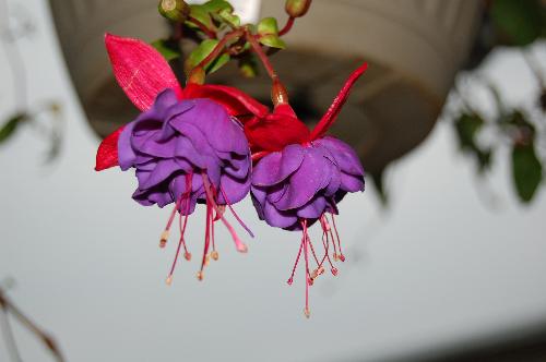 blooms - not sure what kind this is blooms - not sure what kind this is