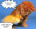 cat, duck - great friendship