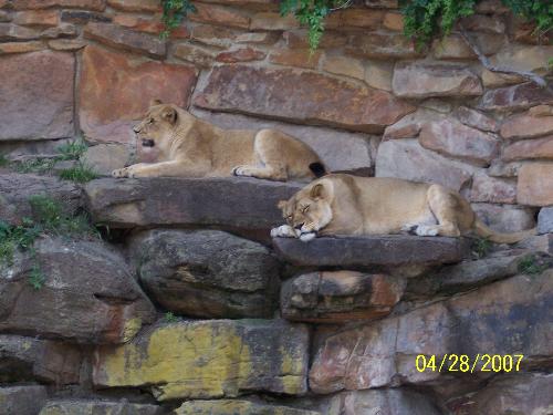 Ft.Worth zoo - Just sunning and taking life easy.
