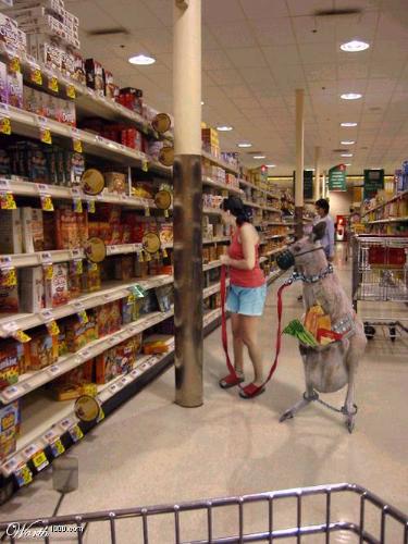 Just in Australia - Women do shopping with her pet