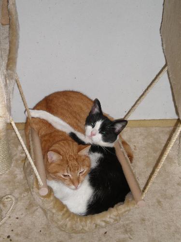 Beertje en Poekie - A cute pic of my moms red cat and my boyfriends spotted cat sleeping together, having a good time :)