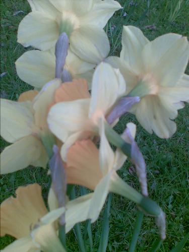 A host of daffodils - Makes me feel alive to see these lovely spring flowers.