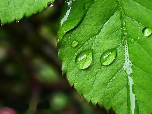 Green,Green and Green!!! - Let's protect the earth together!!!