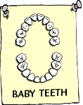 baby teeth - Here is a picture of the layout of baby or primary teeth in a child.