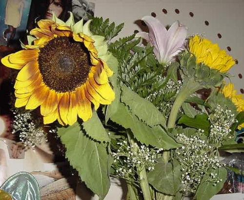 sunflower - one of my personally fav pix