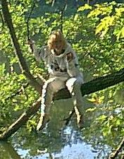 Yeah, I'm in a Tree - My fishing line snagged! The only way I could reach it was to climb out on this tree limb and reach down. I had a pretty expensive bobber and wasn't about to lose it to a snagged hook! LOL