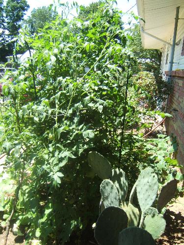 Introducing 'TomatoZilla'. - This tomato plant is over six feet tall. It is of the Beefsteak variety. They are starting to turn red and they are huge.
