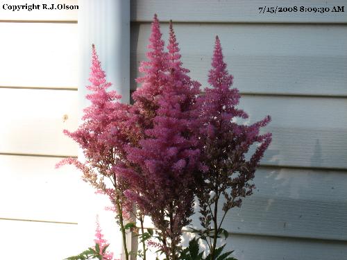 Lavendar Astillibe - This is in my backyard alongside the back of my house.