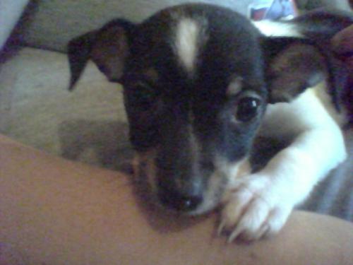 My new puppy... Chakra - We picked her up last night and she is adorable. She's really a good puppy. She's a Jack Russell Terrier and she's just 9 weeks old.