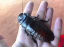 cockroach - Every animal or creature is innocent. Let's not harm them because we would also never wish anyone to harm us. So let's be kind to the animal kingdom.