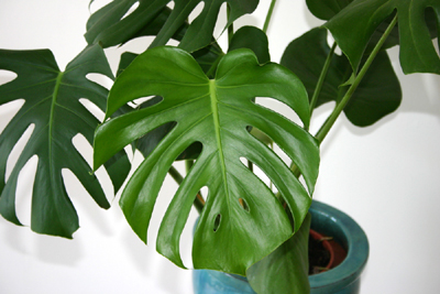 House Plant - Philodendron