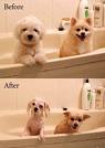 dogs - before and after bathing
