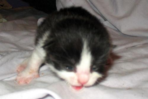 Oliver about 10 days/2 weeks - He is such a sweetie
