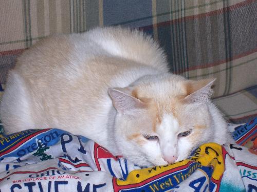 Comet - This is my oldest cat Comet. She came from a litter of stray kittens. Comet loves to sit on my lap when I'm on the computer and always snuggles up to me in bed. In fact, she usually hogs at least half the bed with the other half left for me and Hubby. She is the alpha animal in our house!