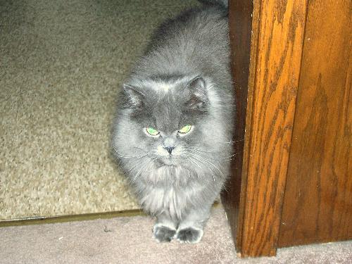 jj - This is my middle cat, JJ. He showed up one day on my doorstep when he was 3 or 4 months old. Someone owned him as he had a flea collar on, but no one would claim him. I'm very happy about that. Five years later, he is the 'king' of our house. JJ is probably the smartest cat I've ever had. He has taught himself ways to get attention when Hubby and I are talking to each other and has taught himself how to use both paws to open cupboard and cabinet doors. He is also the friendliest cat I've ever had. He'll greet anyone, strangers included, when they walk in the door with an upright and very fluffy tail and he'll rub against your leg.