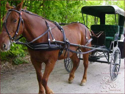 Horse and Buggy - A picture I found of a Horse and Buggy