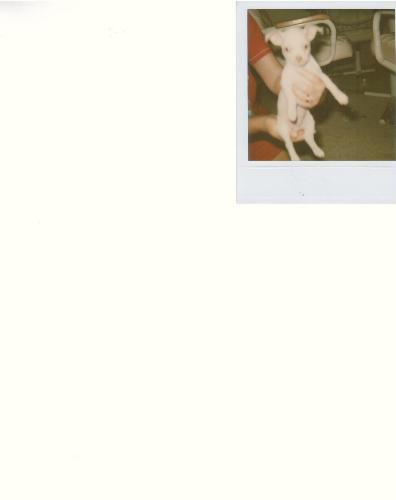 Cracker - This is a picture of one of our chihuahuas named Cracker he is small but he thinks he is ferocious lol.