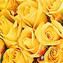 Yellow Roses - Beautiful
